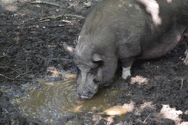 森納的轉會 森納的轉會